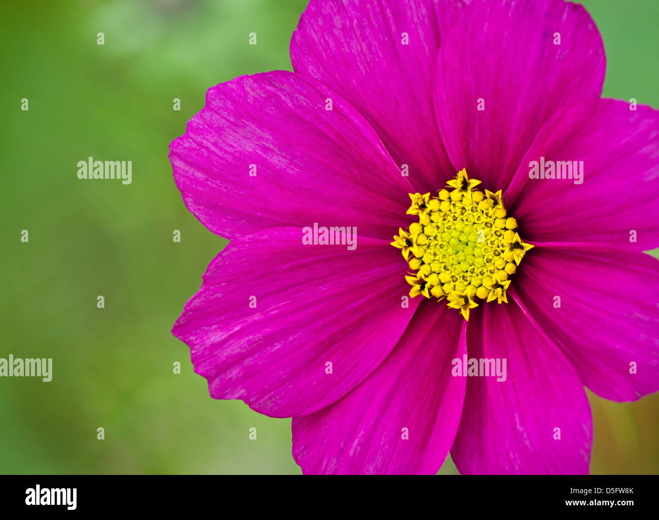 Fuchsia cosmos hi-res stock photography and images - Alamy