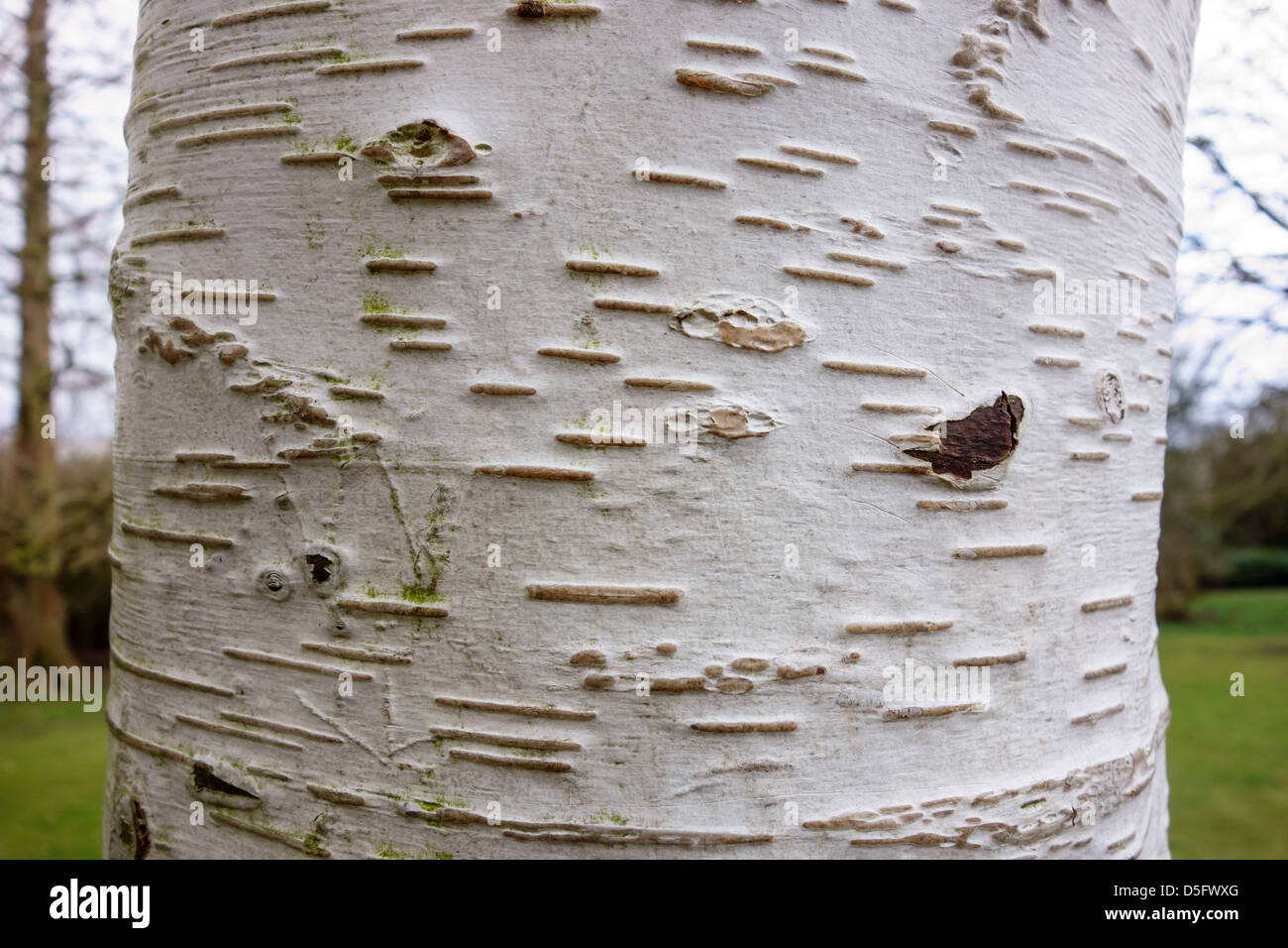 Betula utilis var. jacquemontii  Birch tree white bark.  Cambridge Botanic Garden Stock Photo