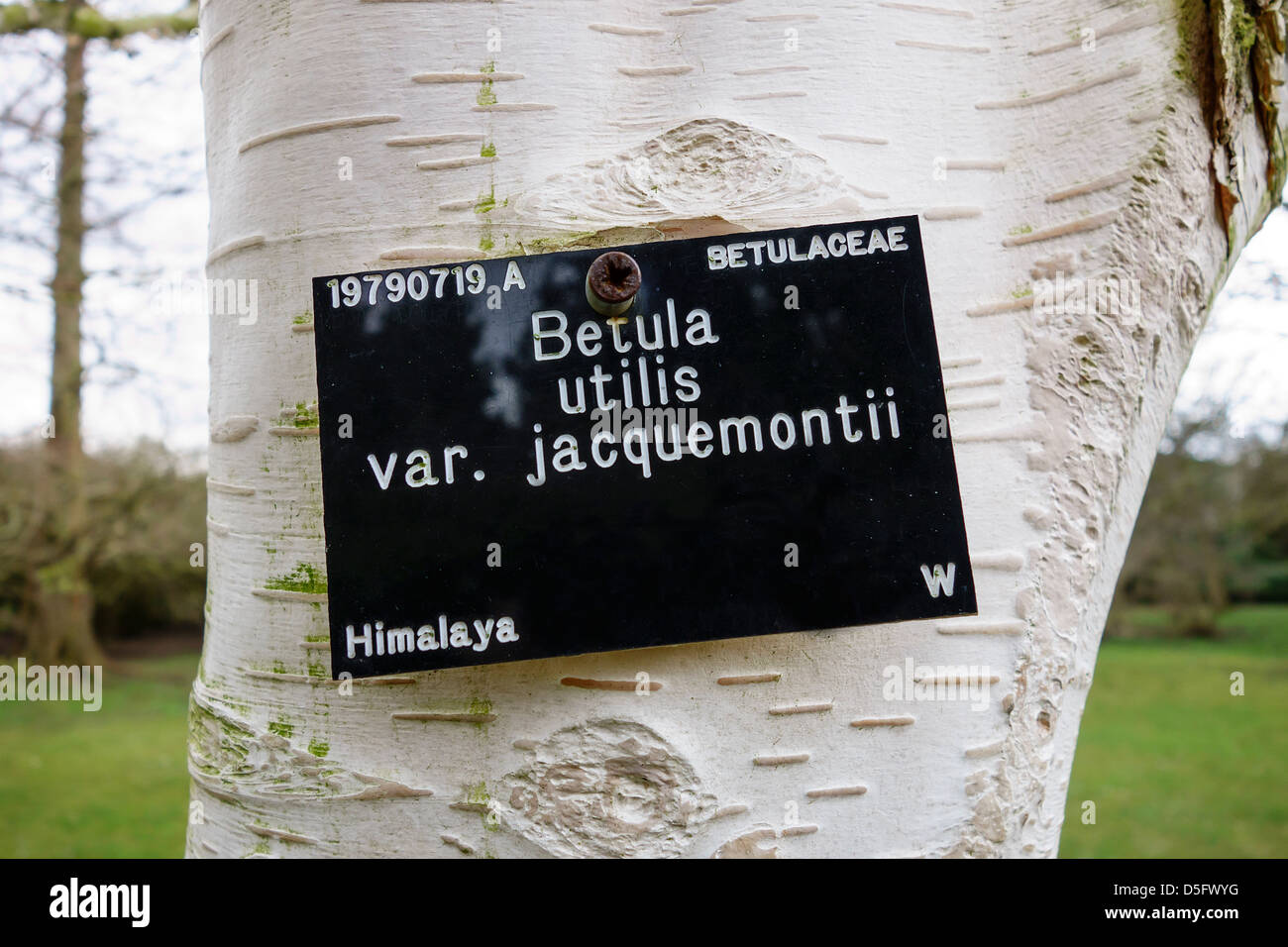 Betula utilis var. jacquemontii  Birch tree white bark.  Cambridge Botanic Garden Stock Photo