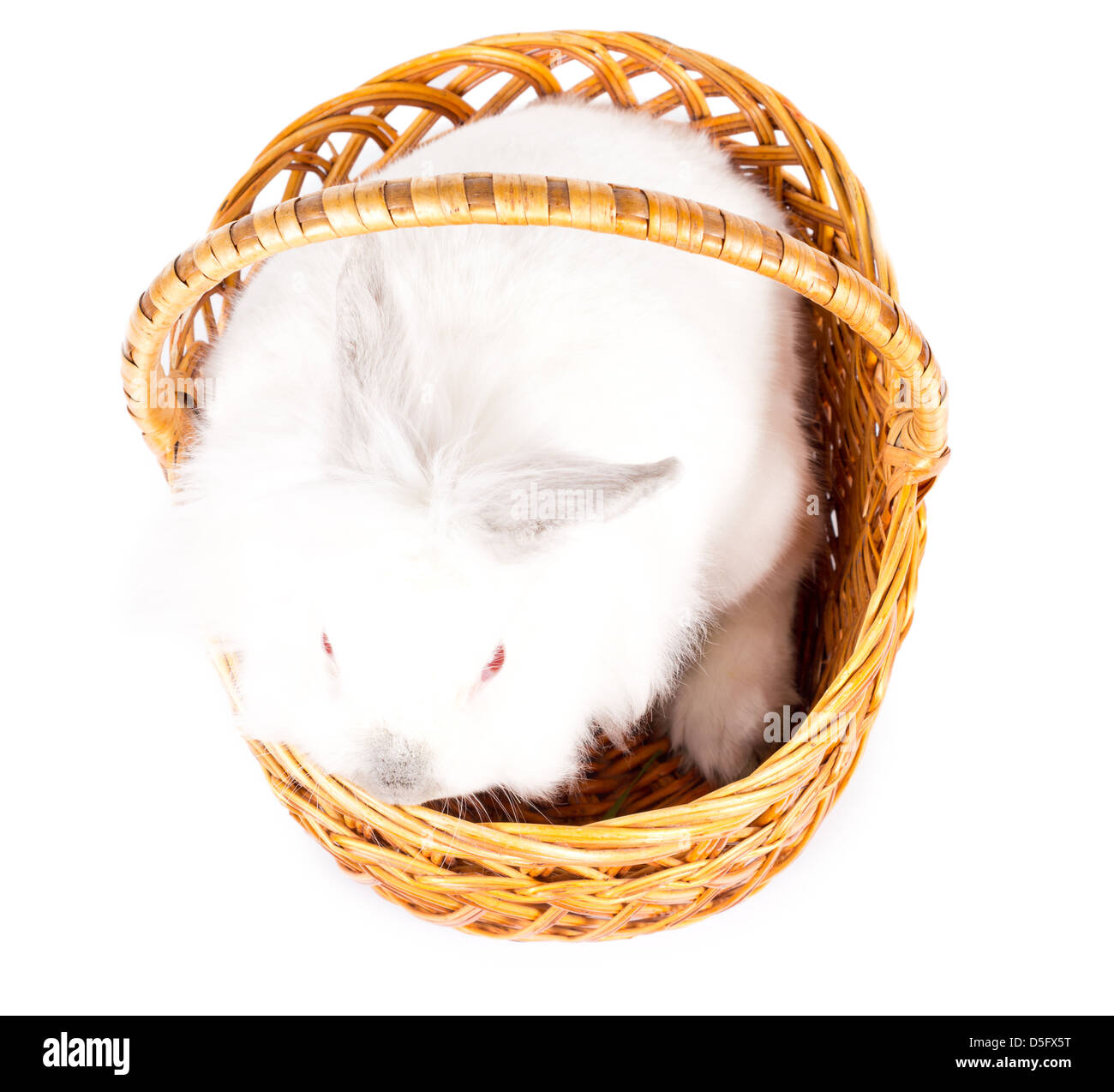 Overhead view of a cute little fluffy white bunny sitting quietly in a ...