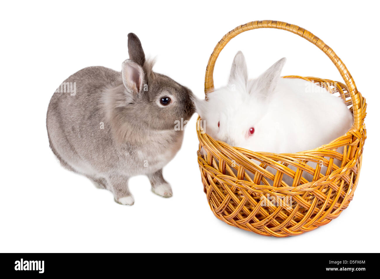 Two cute little rabbit friends, with the fluffy white one sitting in a wicker basket being investigated from the outside by a friendly little grey cottontail isolated on white. Stock Photo