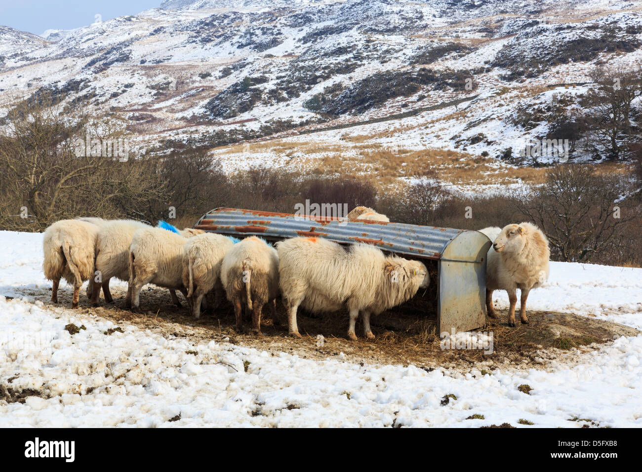 Hardy breed of Welsh Mountain Sheep feeding from a food trough in snow on a upland hill farm in Snowdonia uplands. Capel Curig Conwy North Wales UK Stock Photo