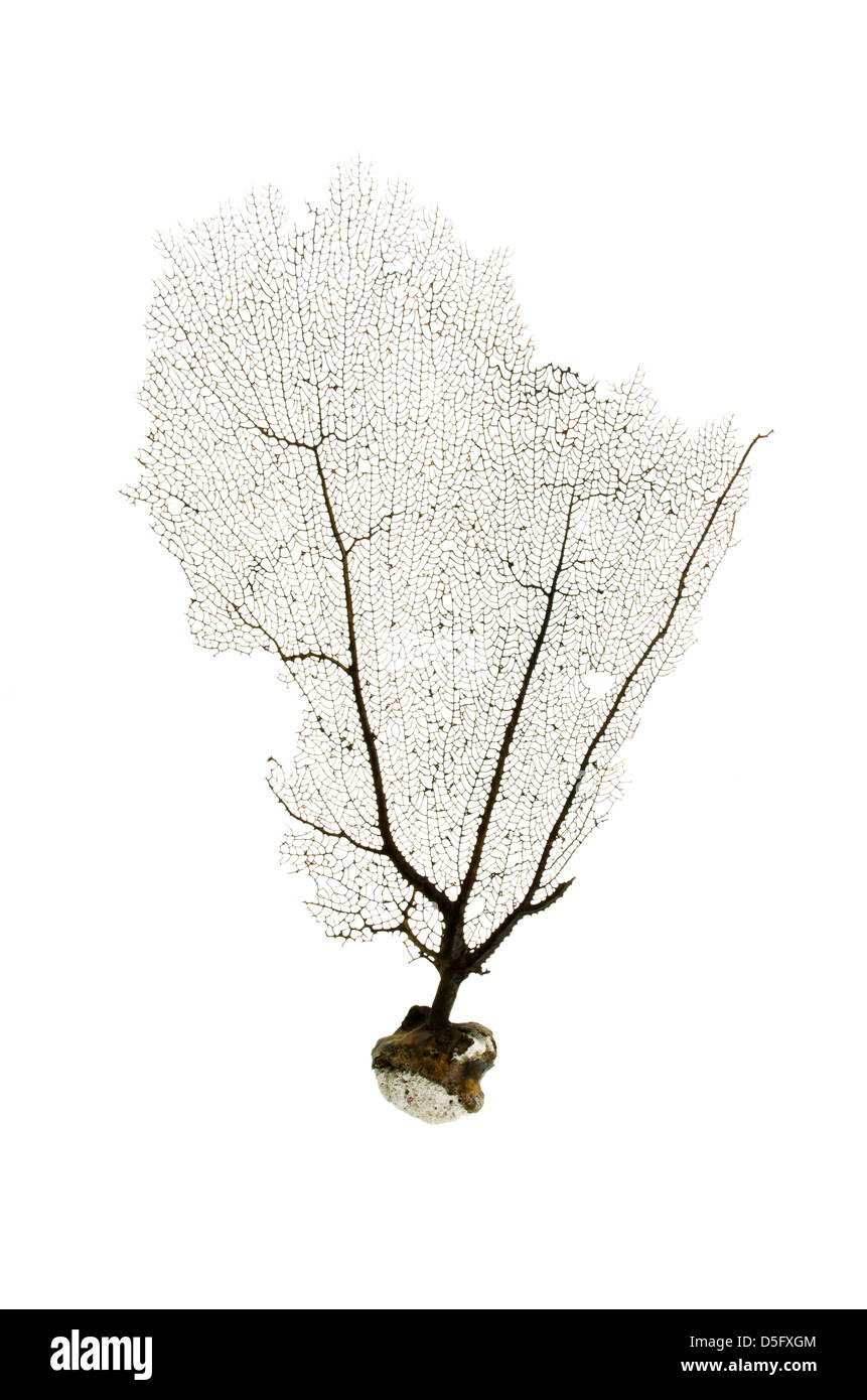 A sea fan or fan coral from the island of Salt Cay, Turks and Caicos. Stock Photo