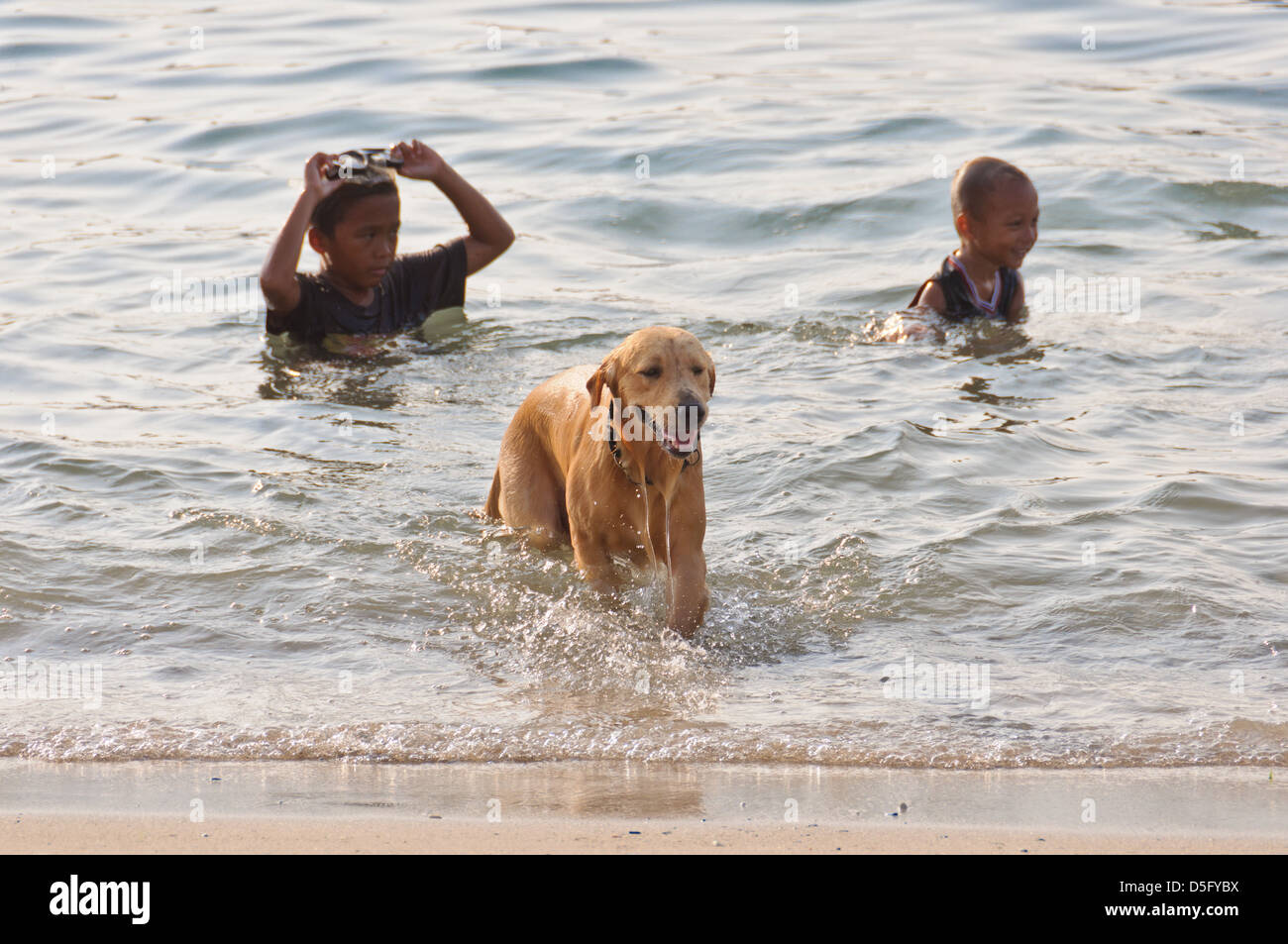 Golden Retriever dog (Canis lupus familiaris) taking a bath in the sea
