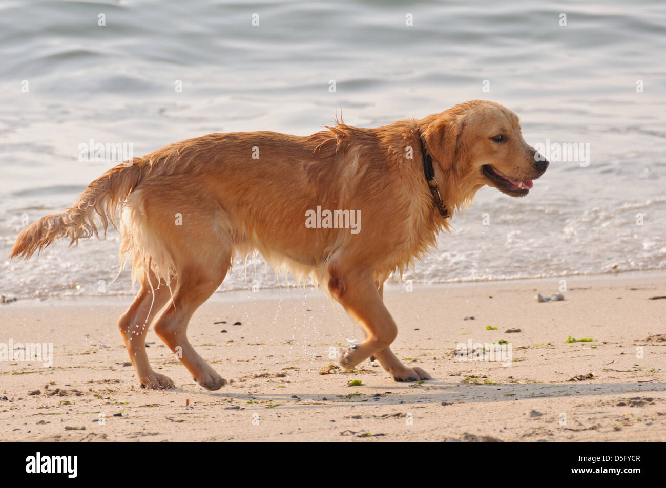 Golden Retriever dog (Canis lupus familiaris) straying at the beach