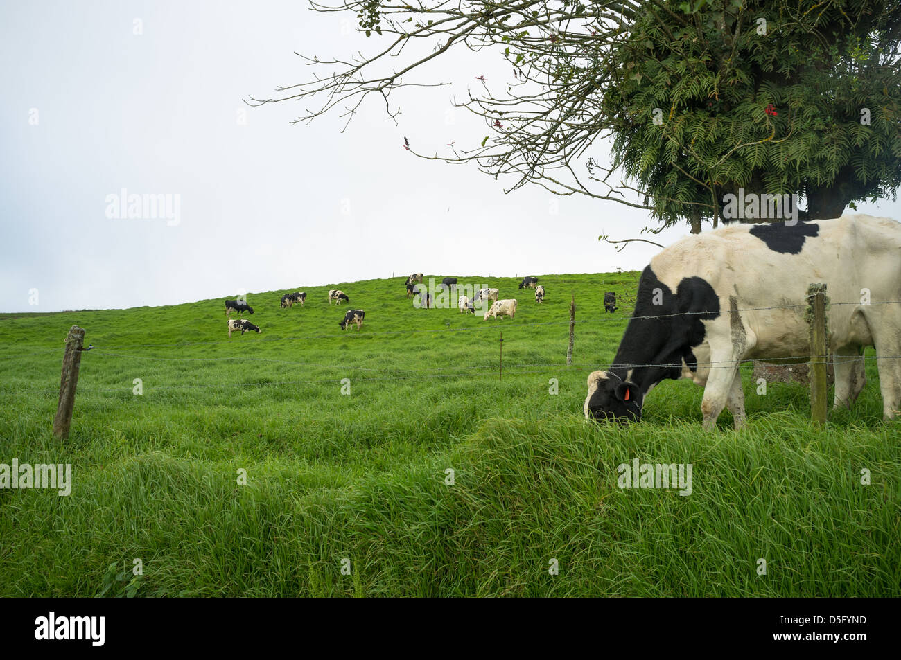 Grazing cows on a green meadow in Costa Rica highlands Stock Photo - Alamy