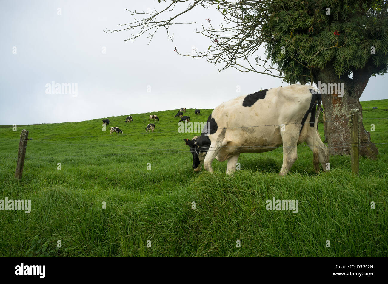 Grazing cows on a green meadow in Costa Rica highlands Stock Photo - Alamy