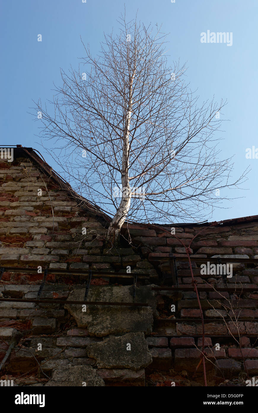 Birch growing from the masonry on the roof of an old factory - power of nature Stock Photo