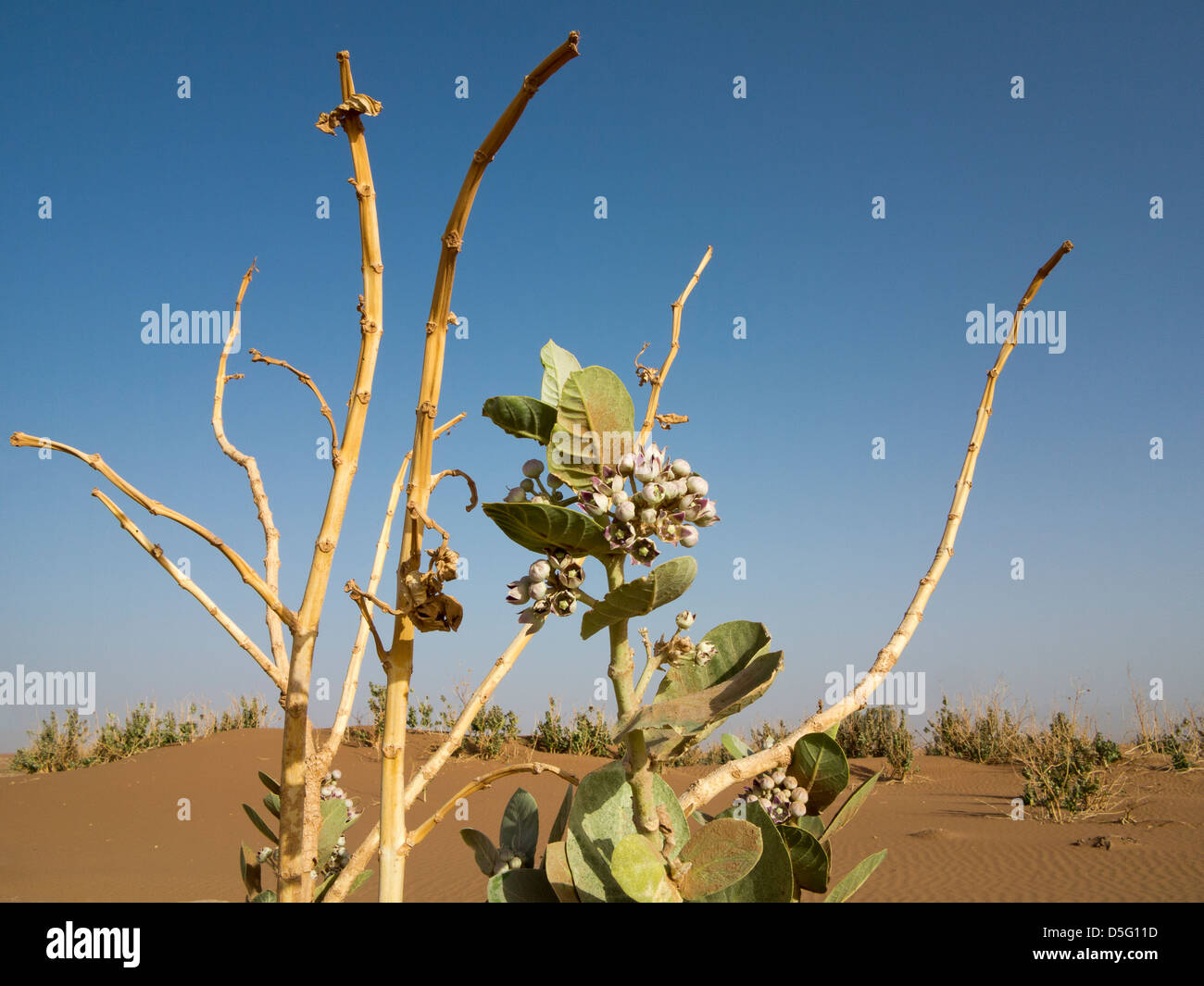 Calotropis plant growing like a weed in desert of southern Morocco, North Africa Stock Photo