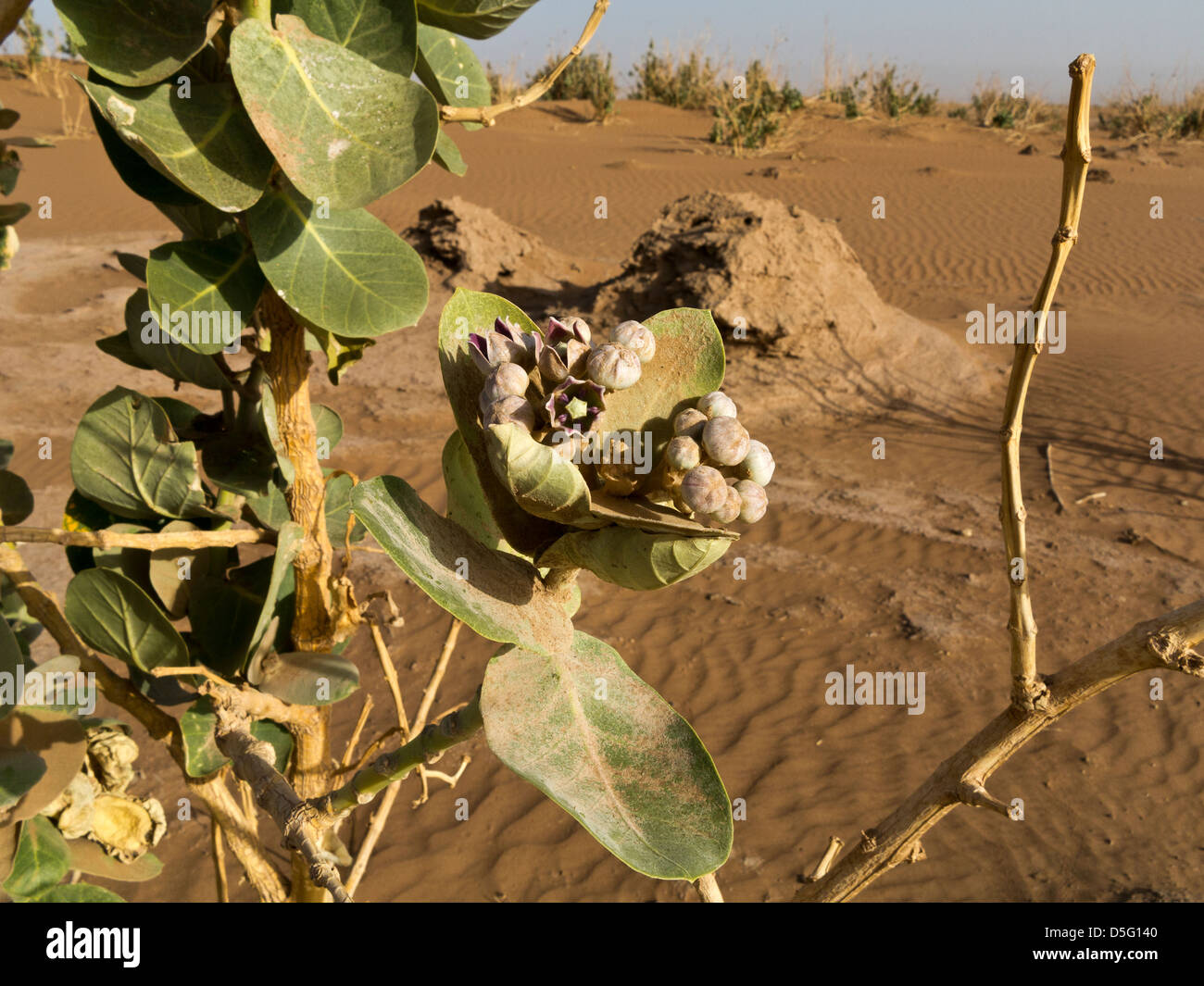 Calotropis plant growing like a weed in desert of southern Morocco, North Africa Stock Photo