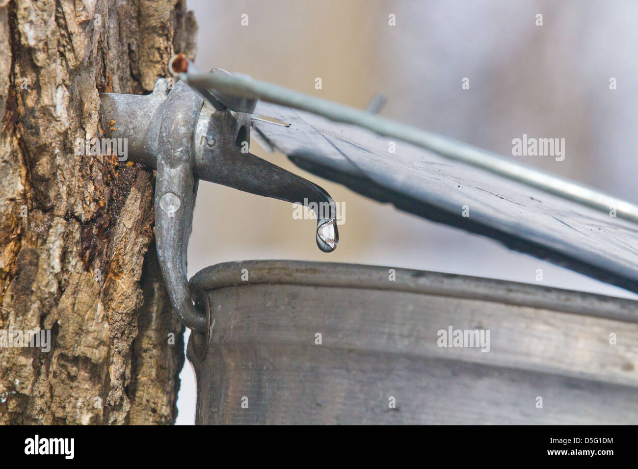 Maple sap dripping into can Stock Photo