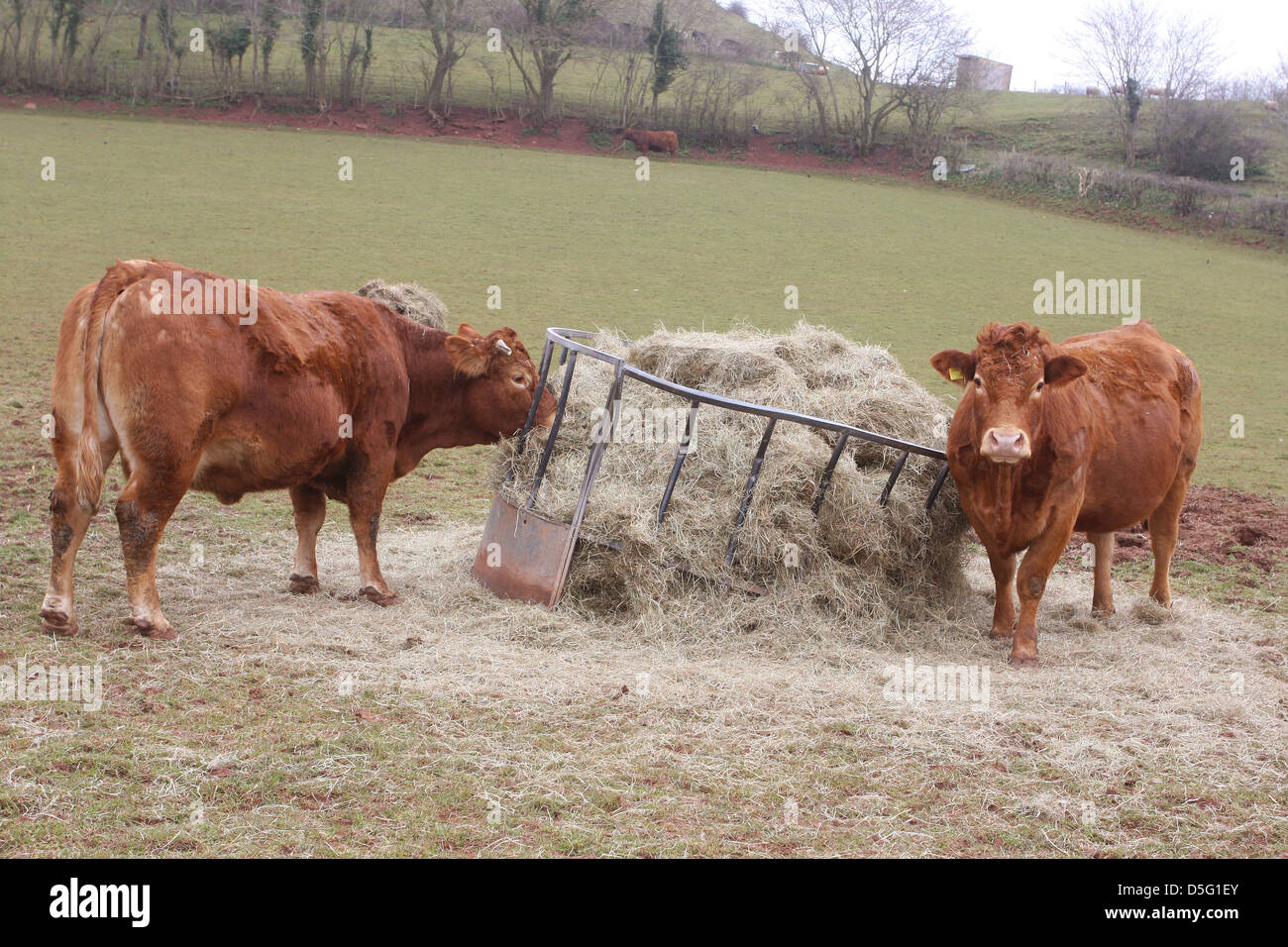 Bovine winter feeding, Somerset, England, UK, March 2013 Stock Photo