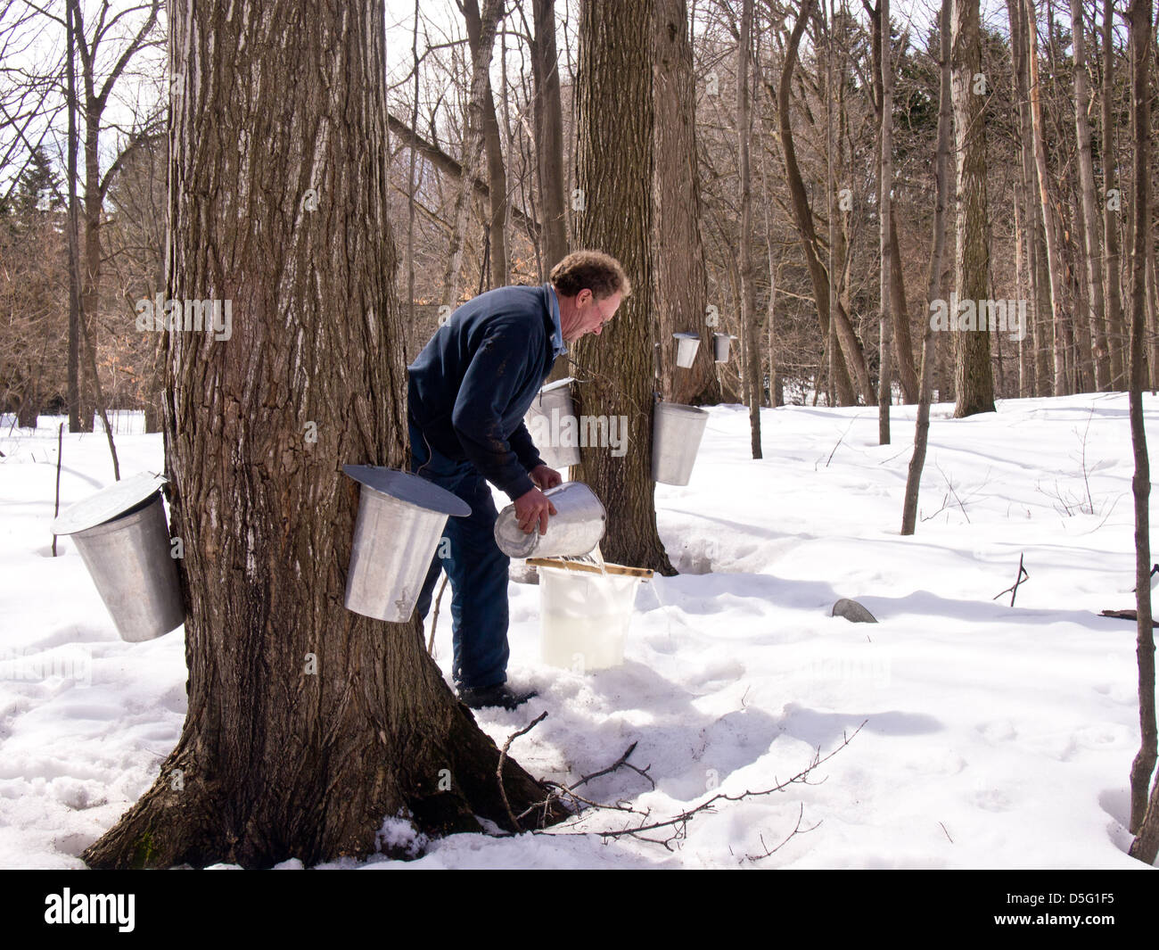 Middle aged man getting maple sap from trees Stock Photo