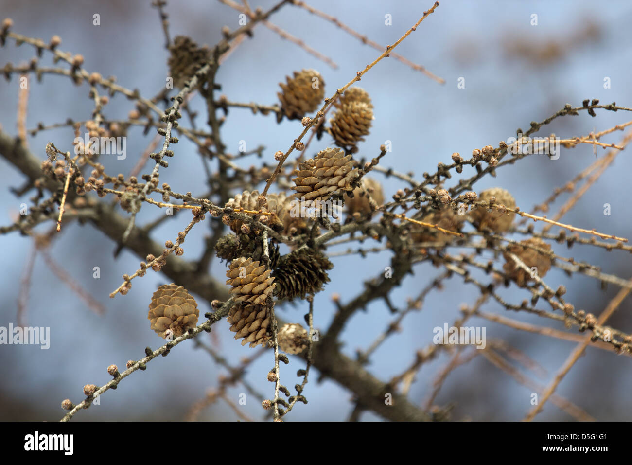 pine cones on deciduous tree in winter Stock Photo