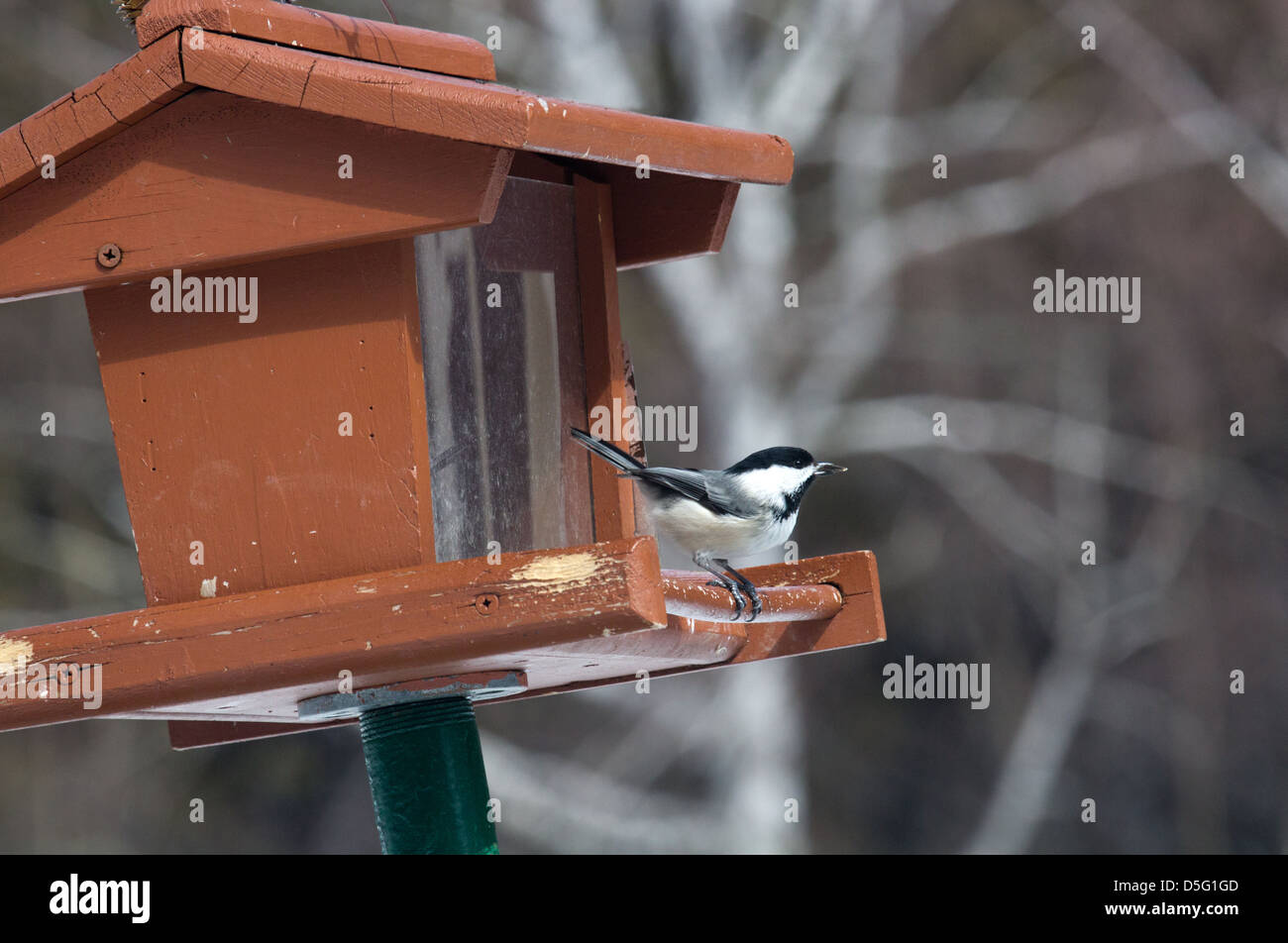 Chickadee at wooden feeder Stock Photo