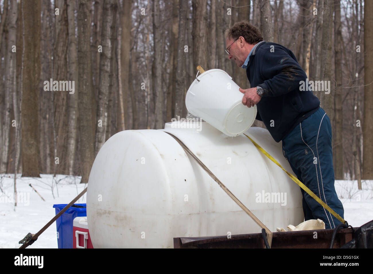 Man pouring maple sap into a big container Stock Photo