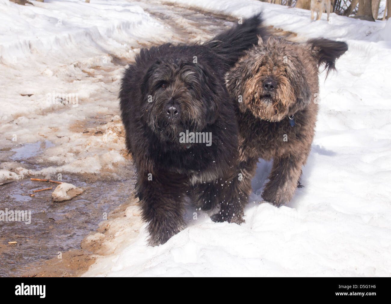 Two cute dogs running in the snow Stock Photo