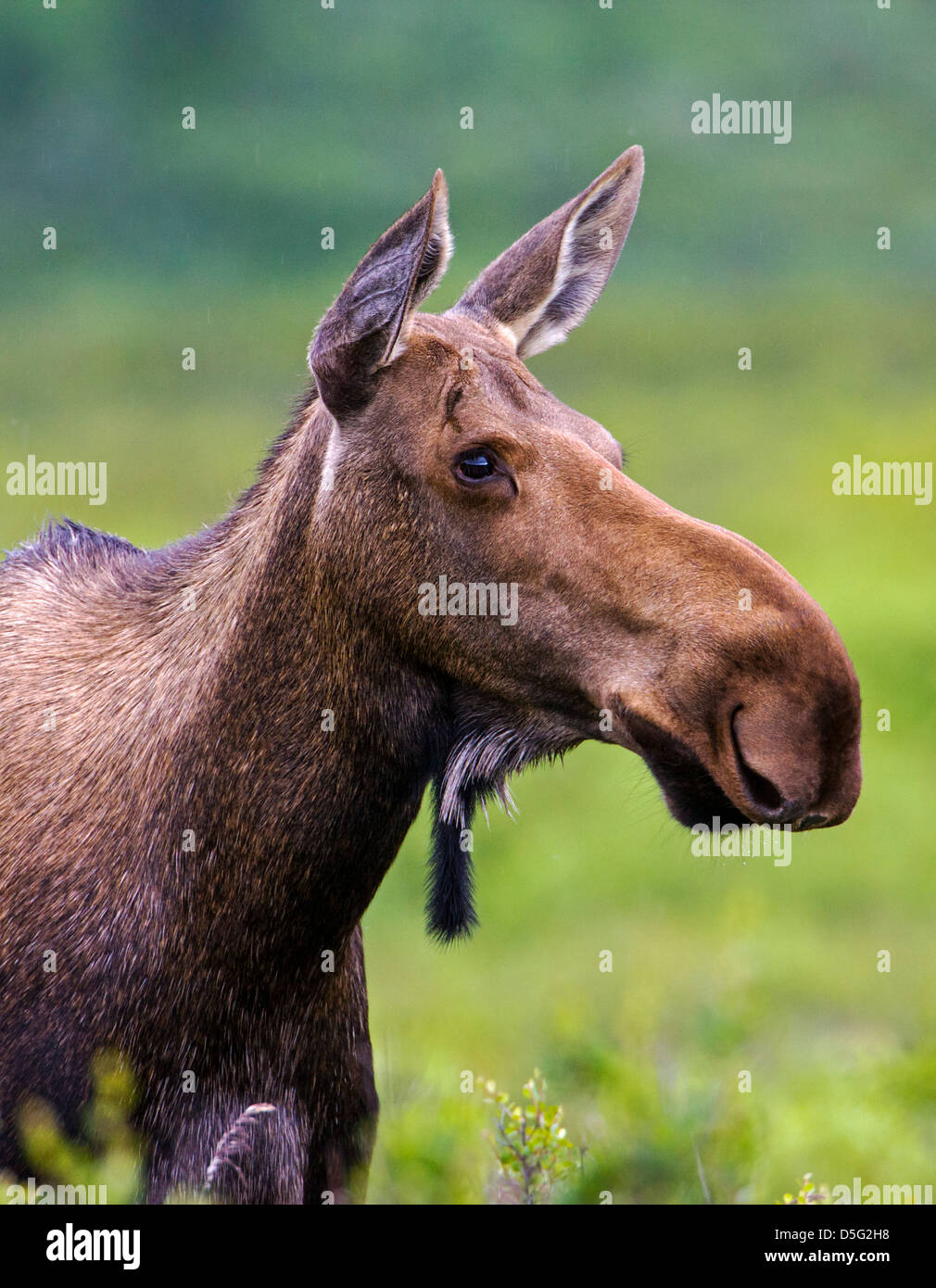 Wild Moose (Alces alces) near Moose Creek, Denali National Park, Alaska