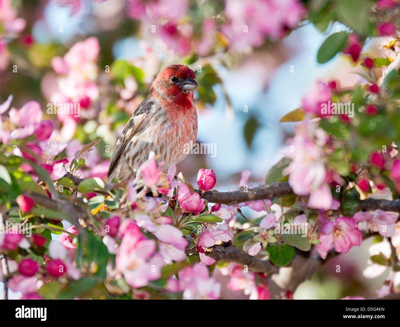 House Finch, Haemorhous mexicanus, perched in a crabapple tree in spring bloom. Oklahoma, USA. Stock Photo