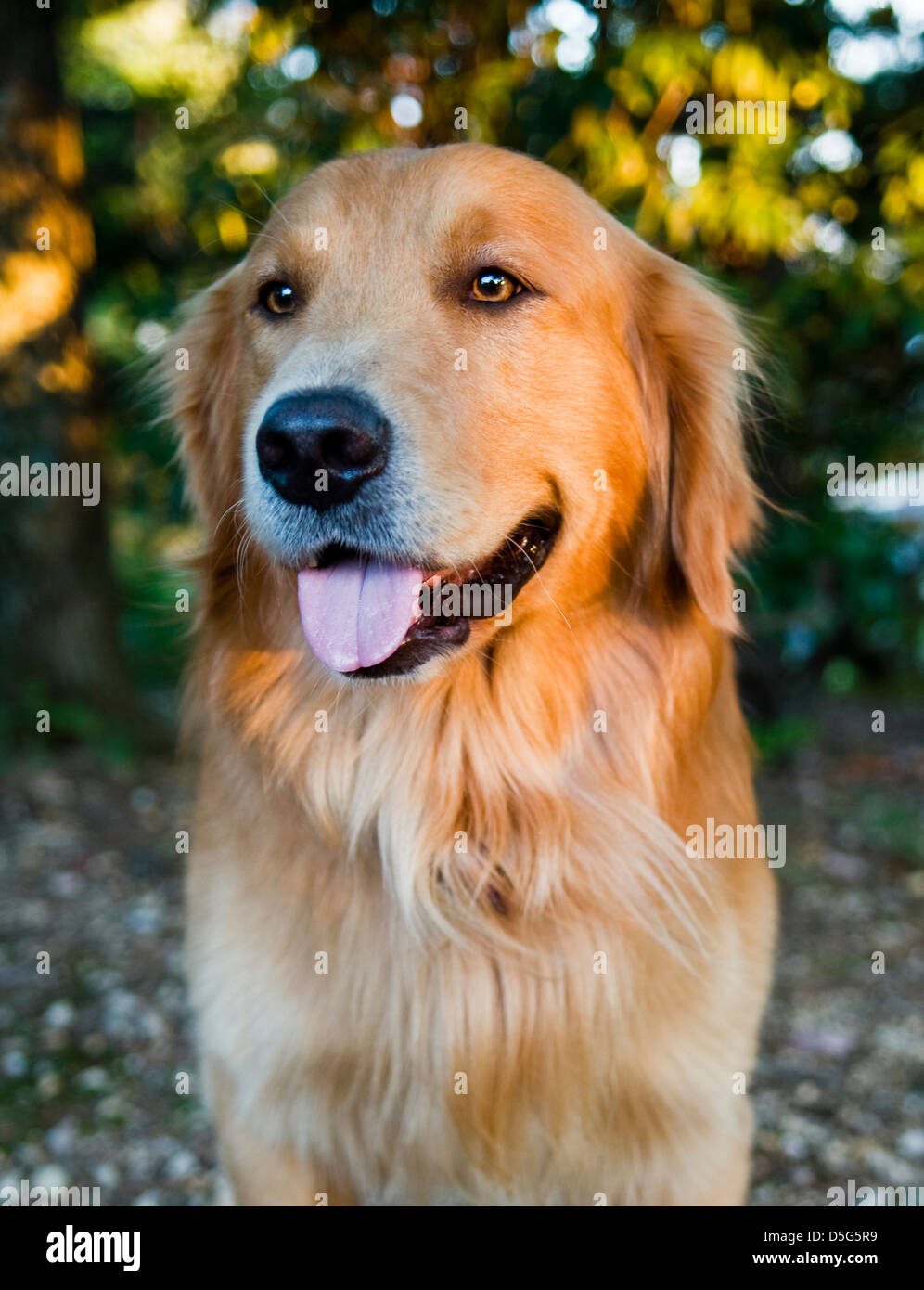 Adult male Golden Retriever in late afternoon sun (Canis lupus familiaris) Stock Photo
