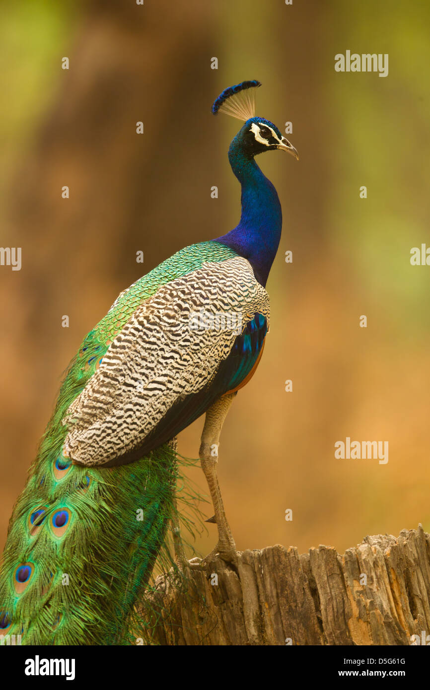 A peacock sitting on a tree stump Stock Photo