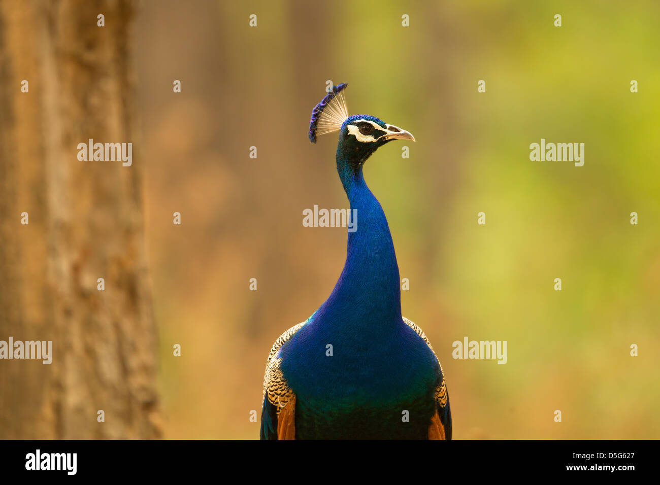 A peacock portrait Stock Photo