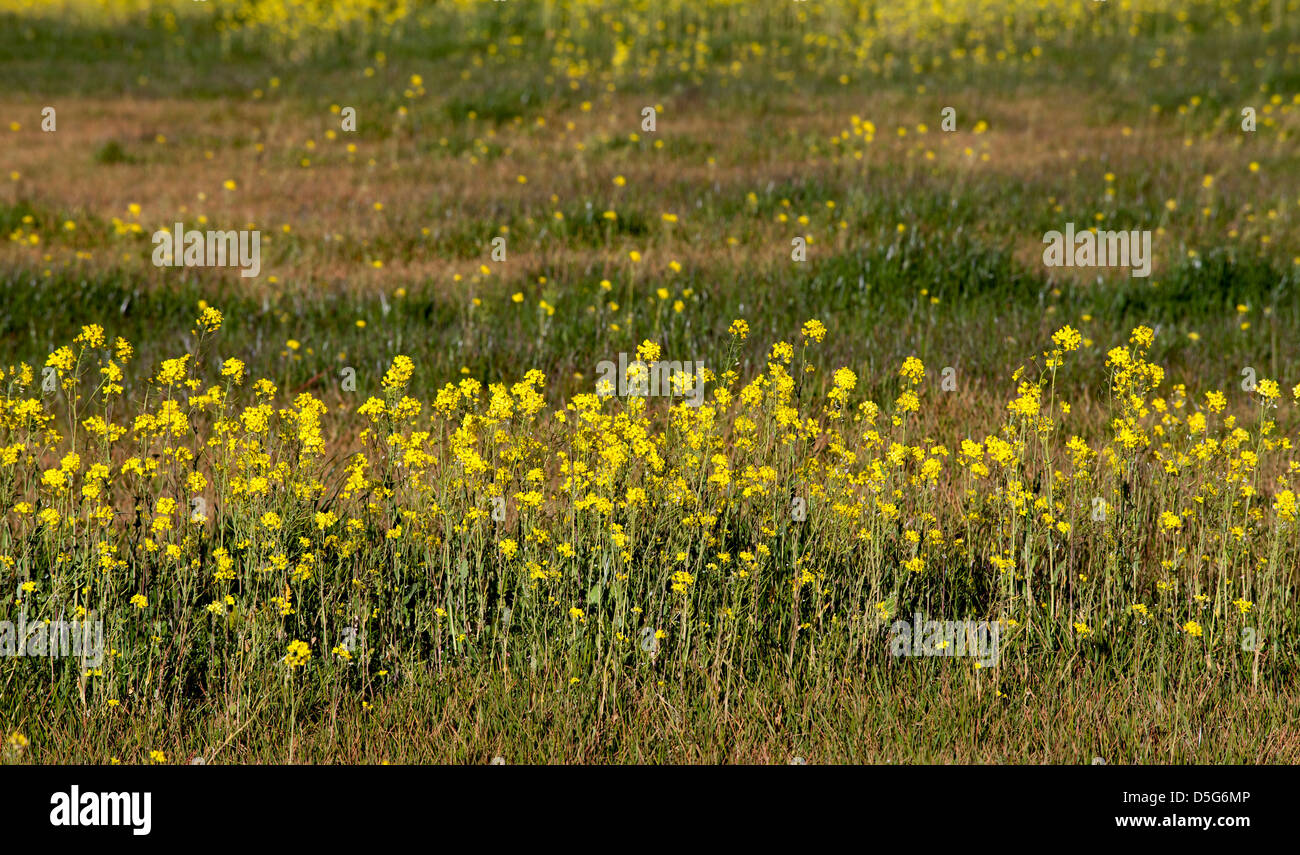 Mustard flowers, Novato, California, USA, North America Stock Photo