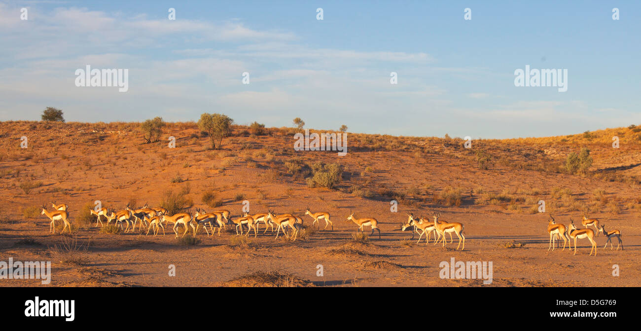 Springbok Sunset Springbok herd hi-res stock photography and images - Alamy