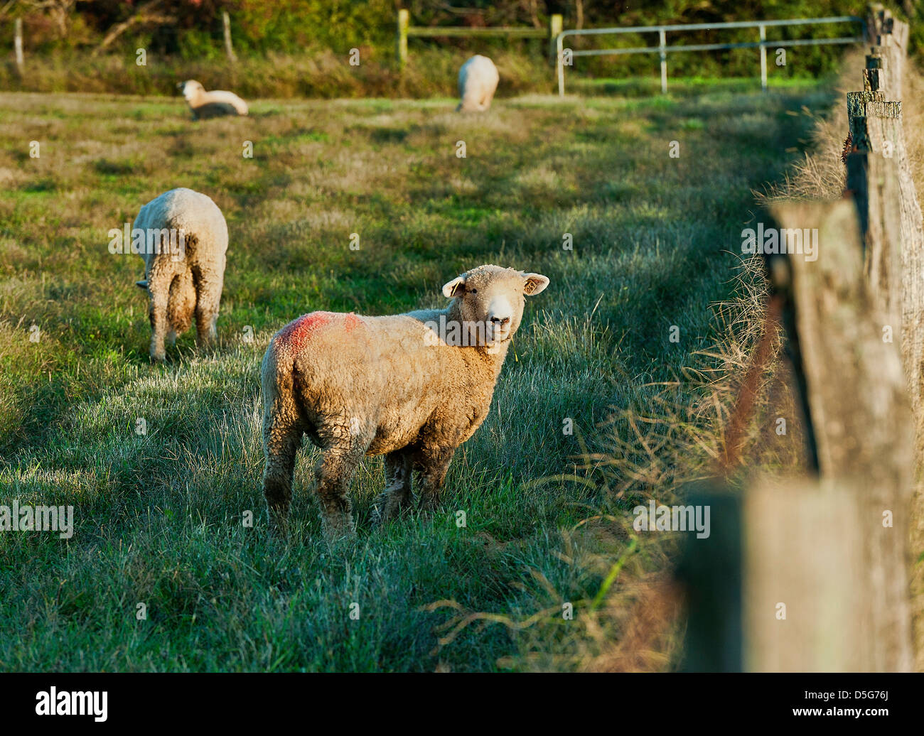 Sheep grazing in a field Stock Photo