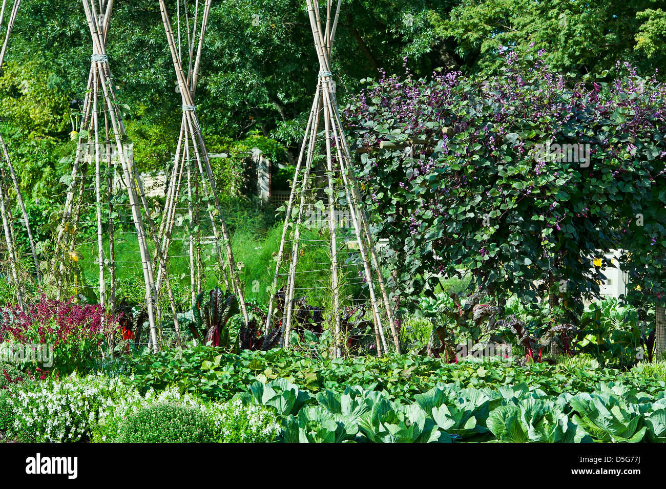 Vegetable garden. Stock Photo