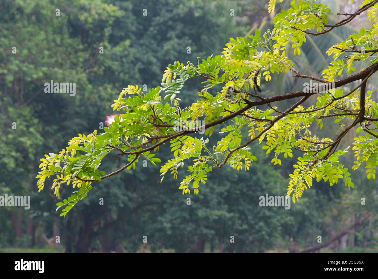 Tree green leaves hi-res stock photography and images - Alamy