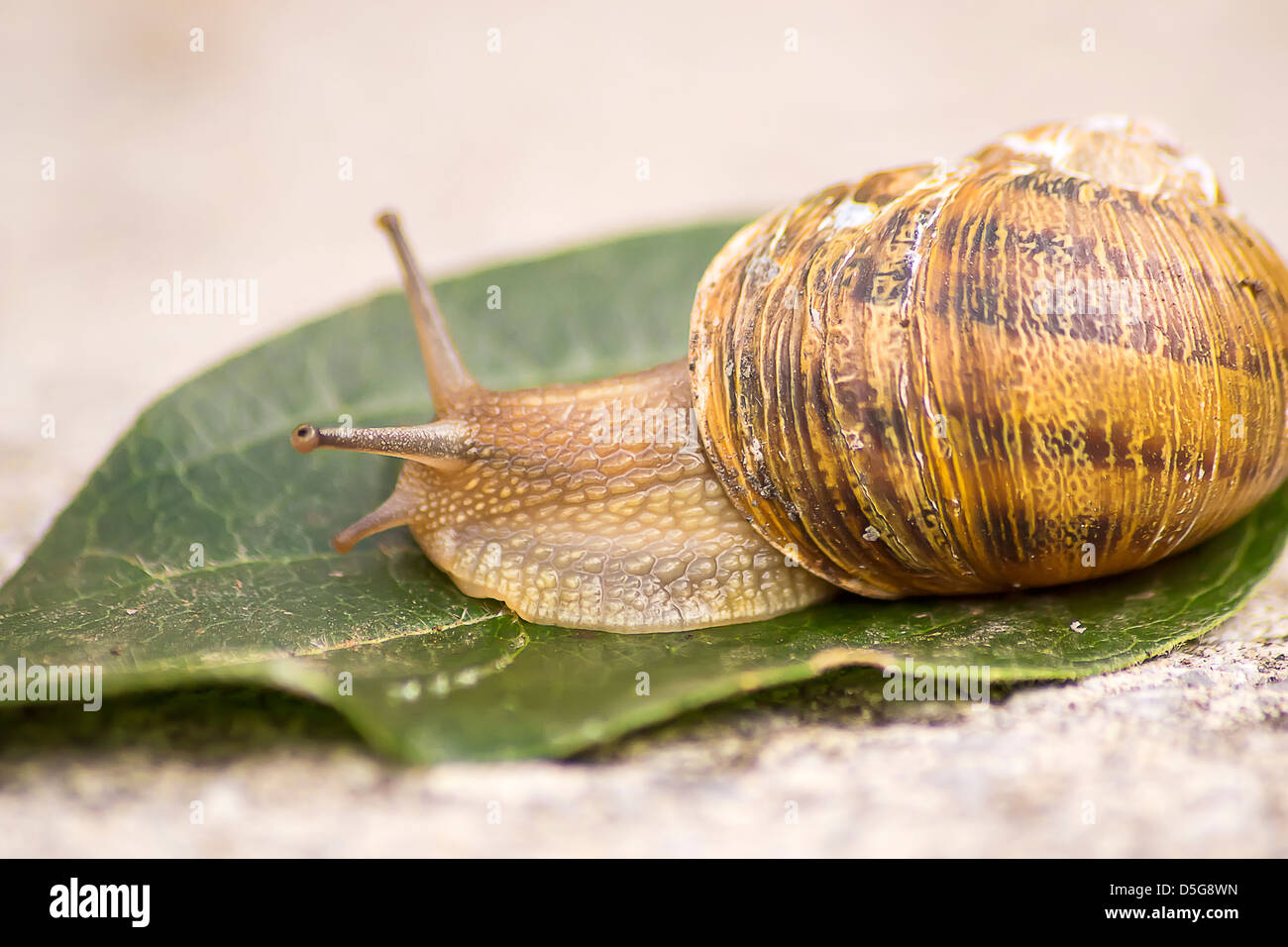 snail shell walking on a leaf Stock Photo Alamy