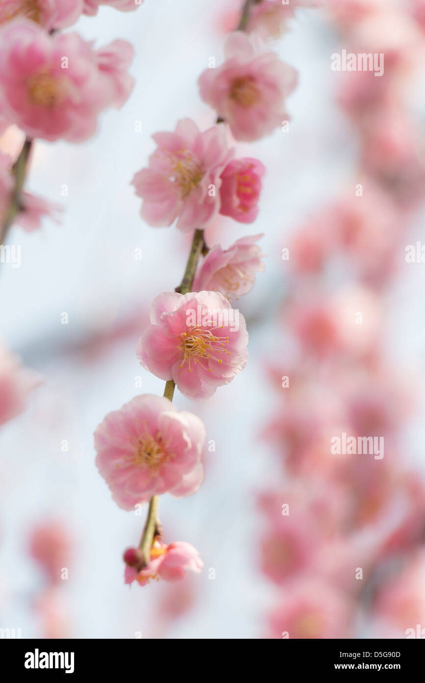 pink plum blossom on a spring day Stock Photo