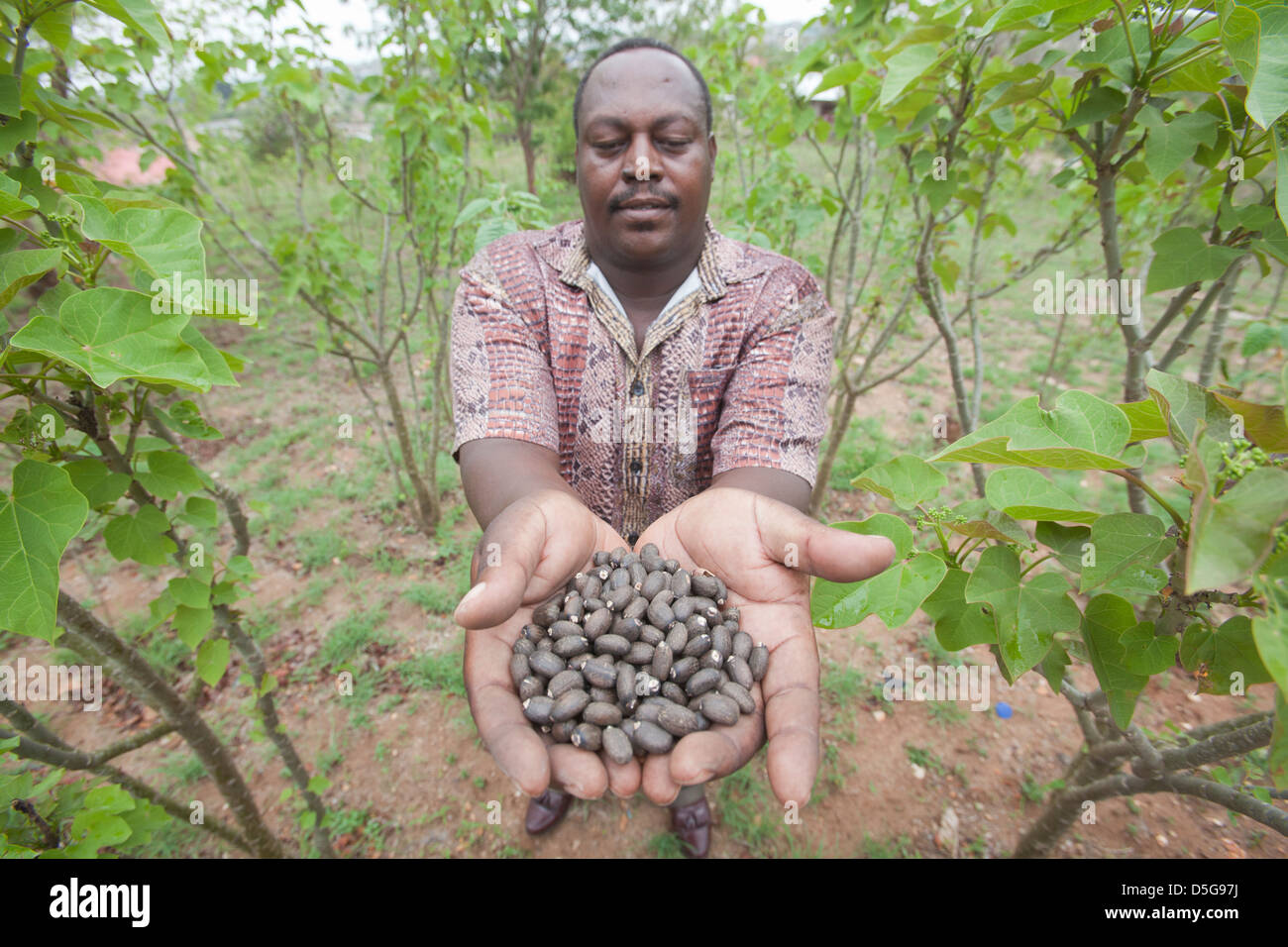 Farmer holding Jatropha beans (used for making biofuel) in a field of Jatropha plants, Tanzania. Stock Photo