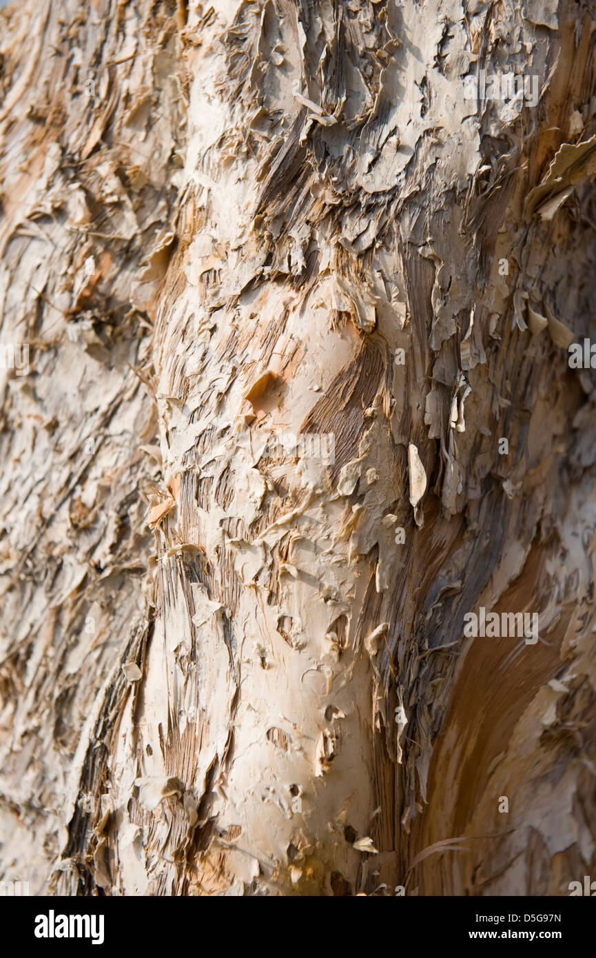Tree bark peeling Stock Photo Alamy