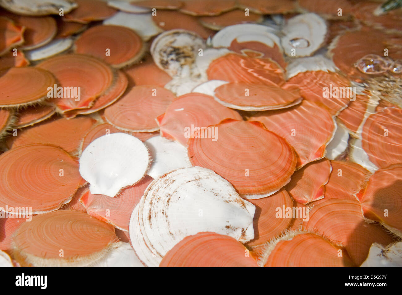 Scallops on in fresh water Stock Photo Alamy