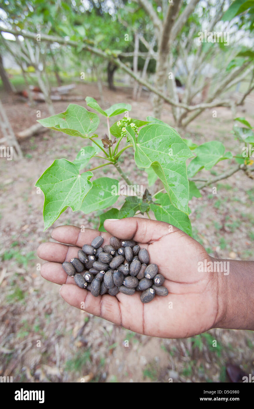 Hand holding Jatropha beans (used for making biofuel) next to Jatropha plant, Tanzania. Stock Photo