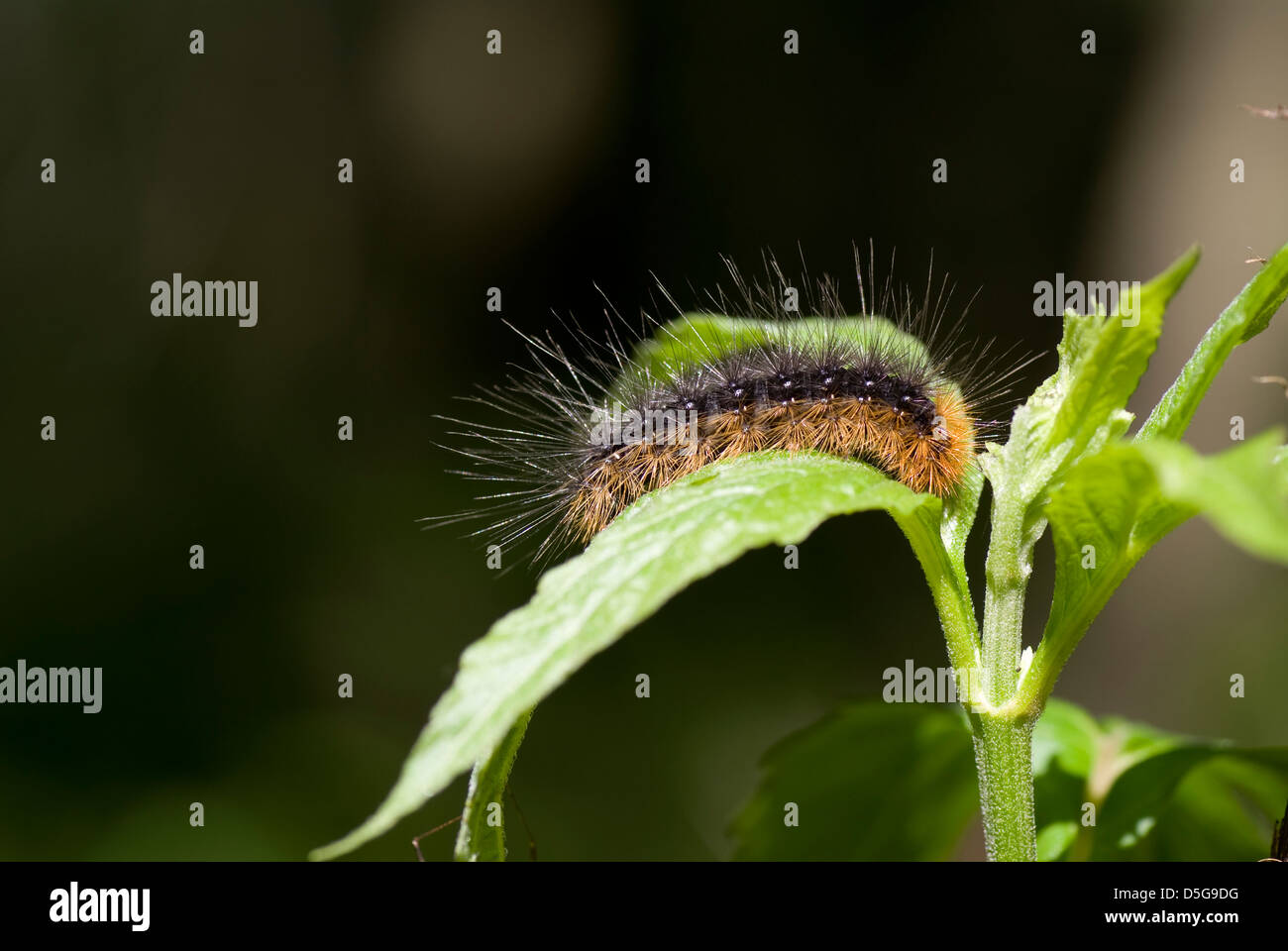 orange shaggy caterpillar siting on leaf Stock Photo - Alamy