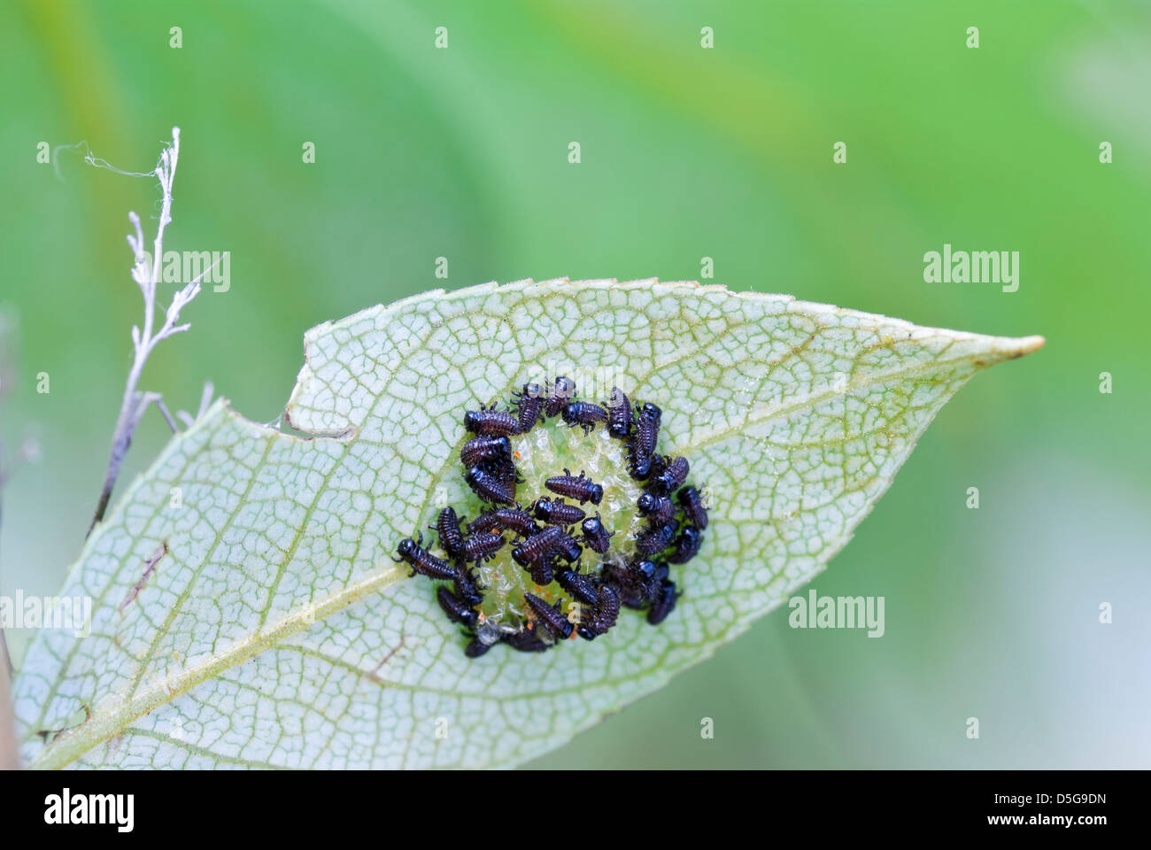 hatch with egg of little larva on leaf Stock Photo