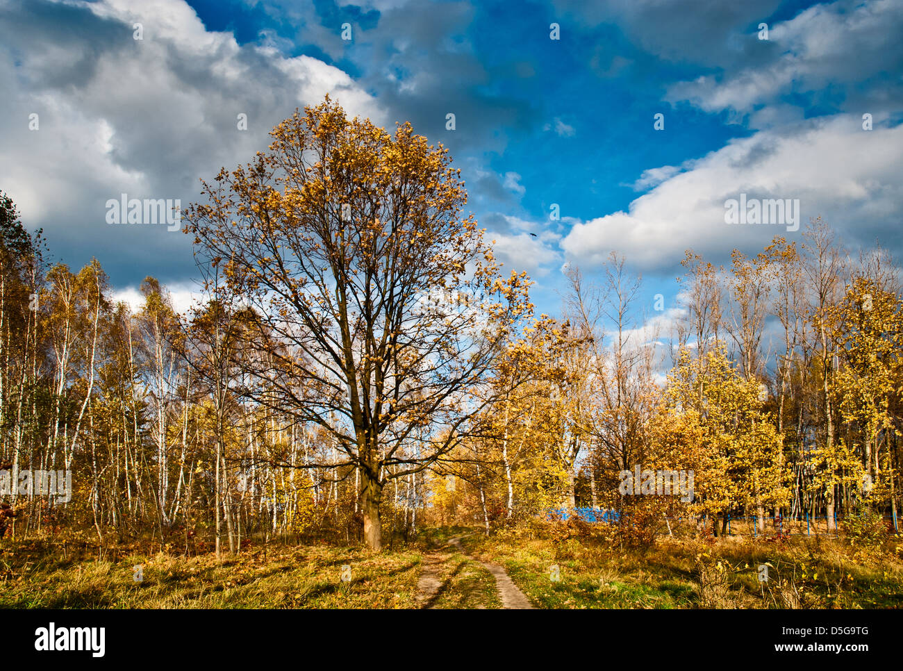 Blue sky and white clouds above green lawn in autumn forest Stock Photo ...