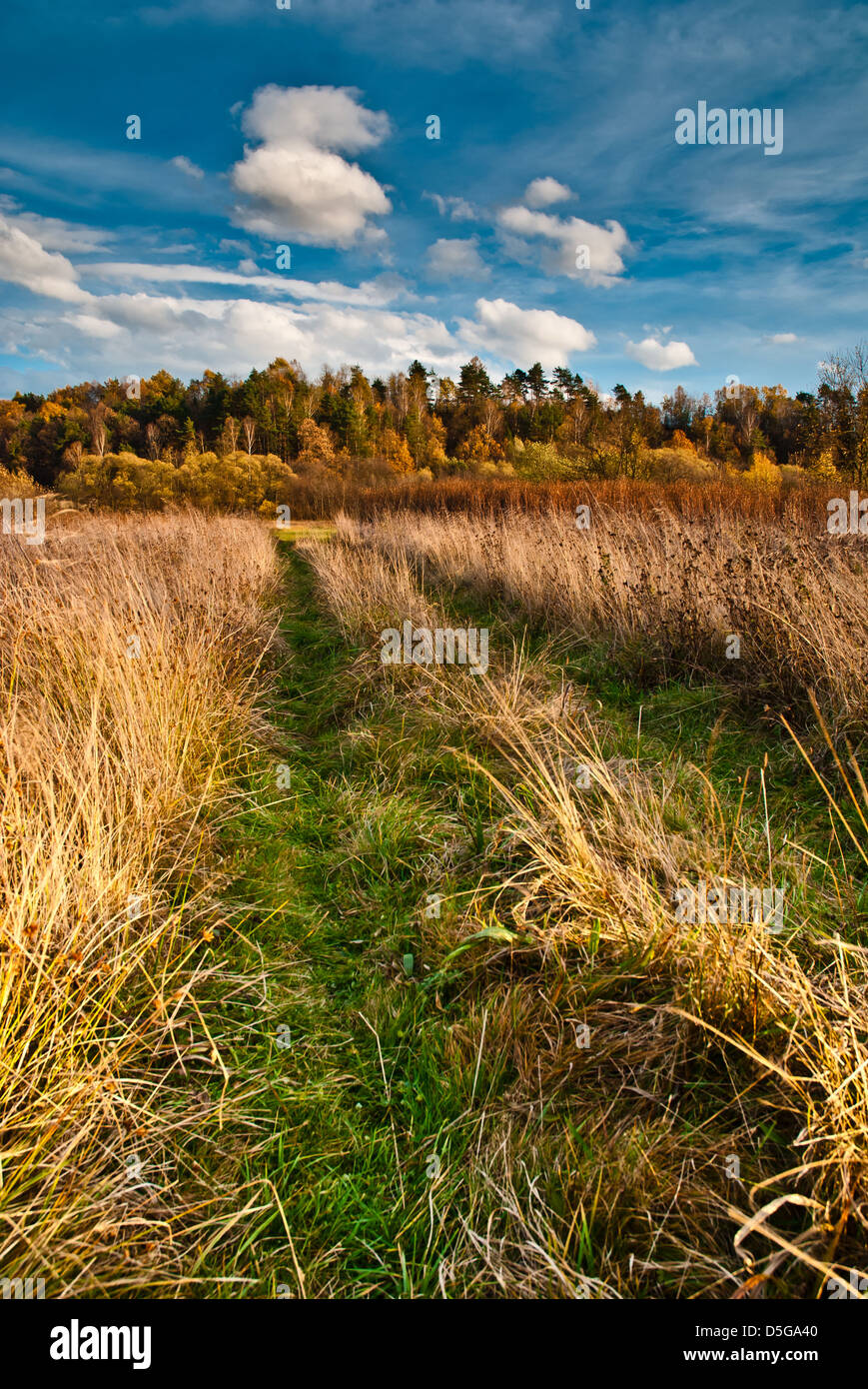 Blue sky and white clouds above green lawn in autumn forest Stock Photo ...