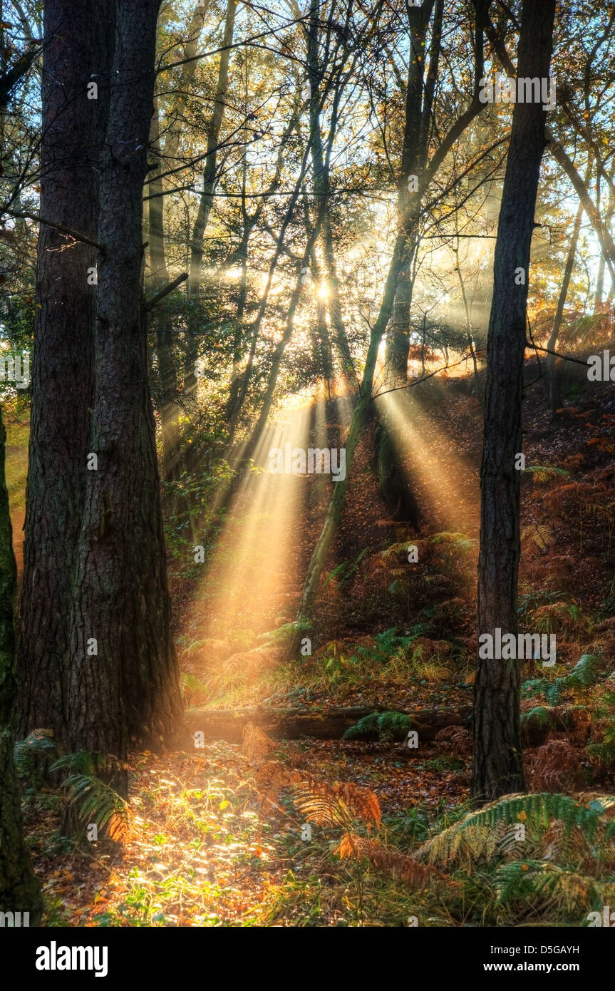 Beautiful forest landscape of foggy misty forest in Autumn Fall with ...