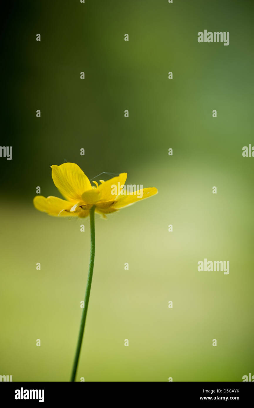 Single buttercup flower in Spring against bright green bokeh background Stock Photo