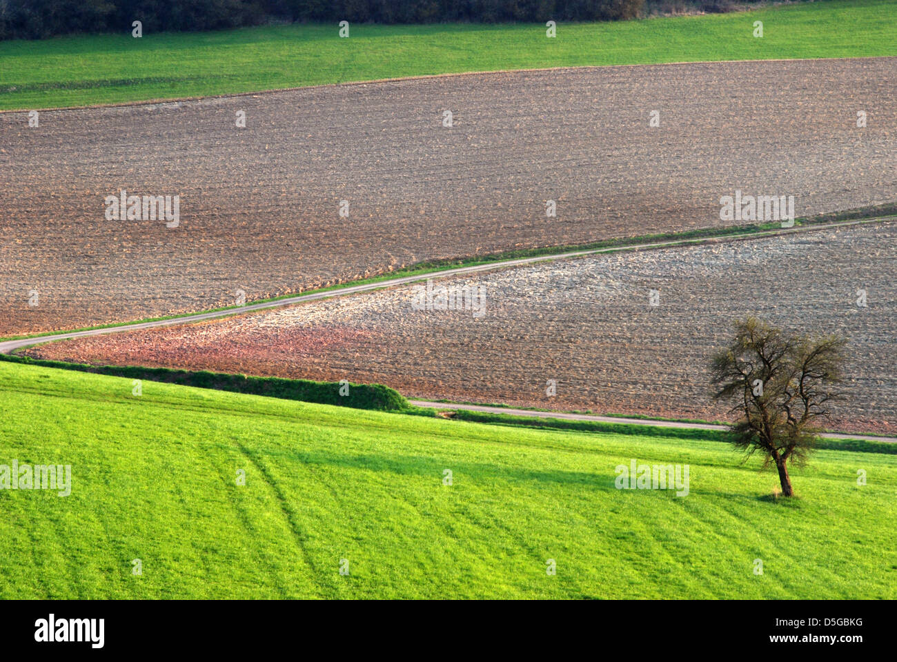 A lone tree in a field in Spring Stock Photo