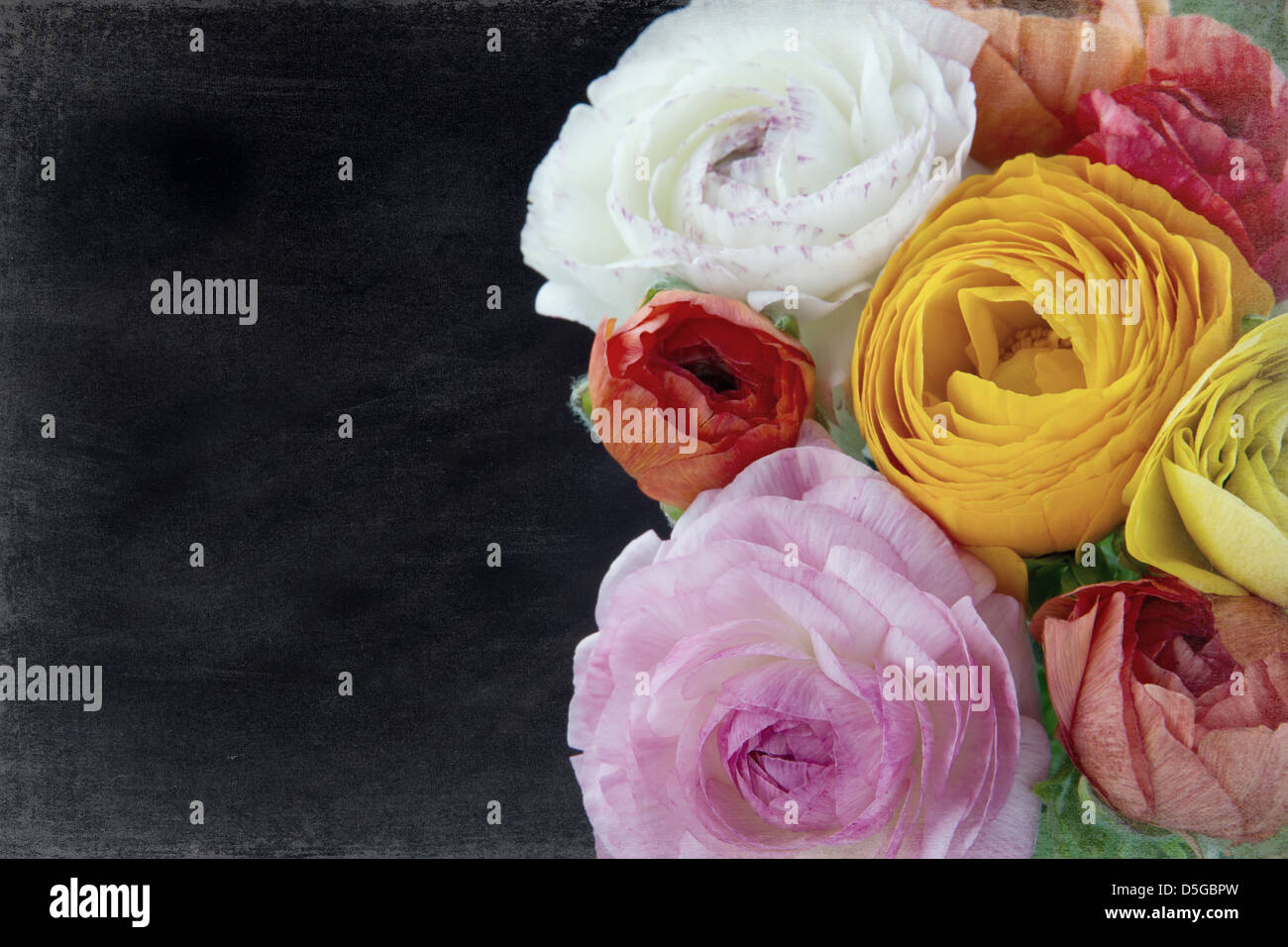 Colorful ranunculus flowers on vintage wooden background Stock Photo