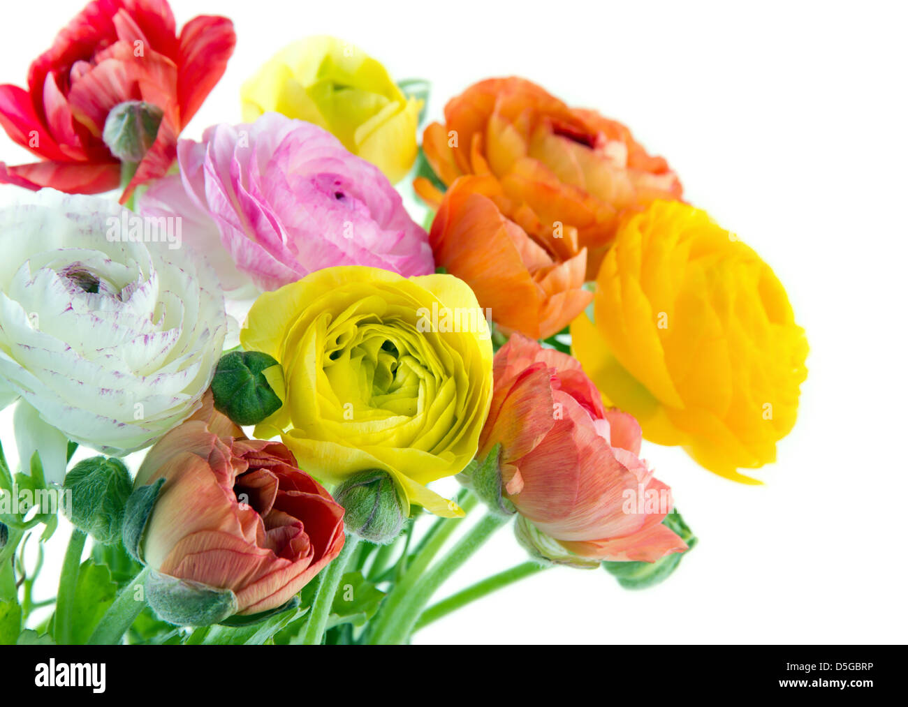 Colorful ranunculus flowers on vintage wooden background Stock Photo