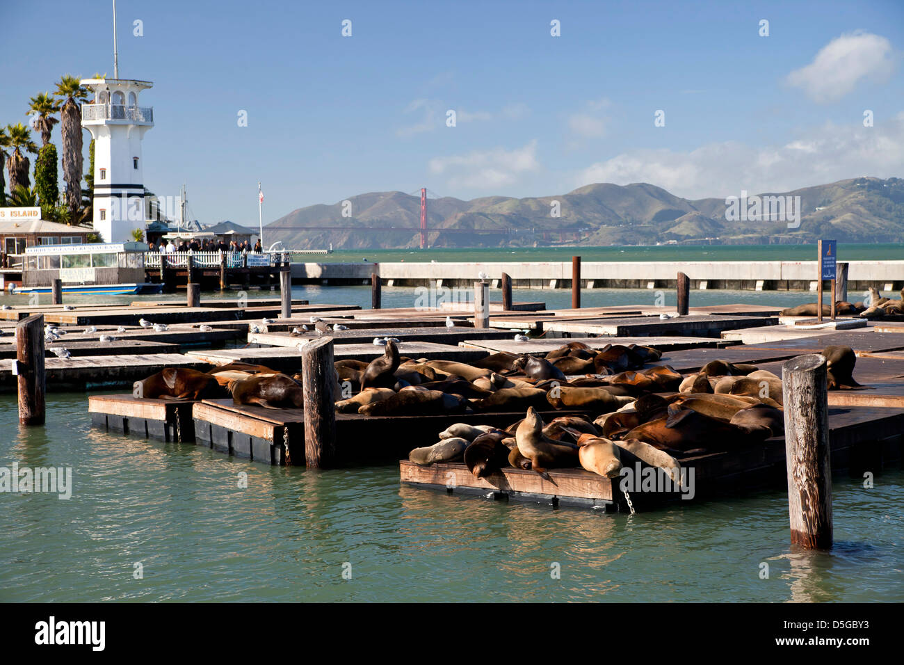 The sea lions at Pier 39 of Fishermans Wharf in San Francisco, California, United States of America, USA Stock Photo