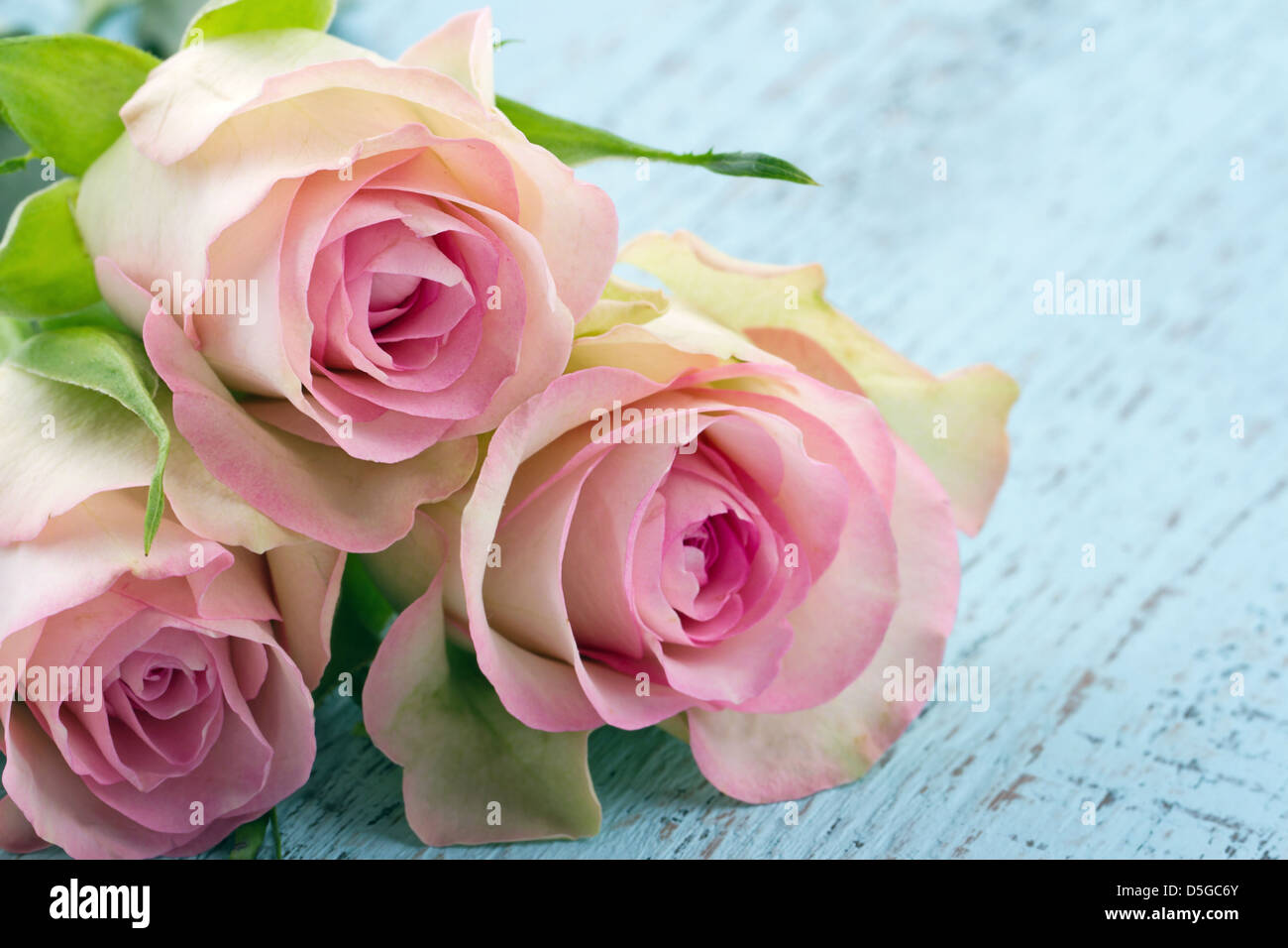 Pink romantic roses on light blue wooden shabby chic background Stock Photo