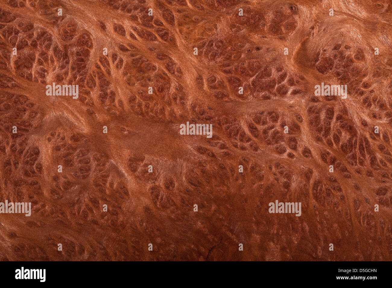 closeup image of natural wood texture Stock Photo - Alamy