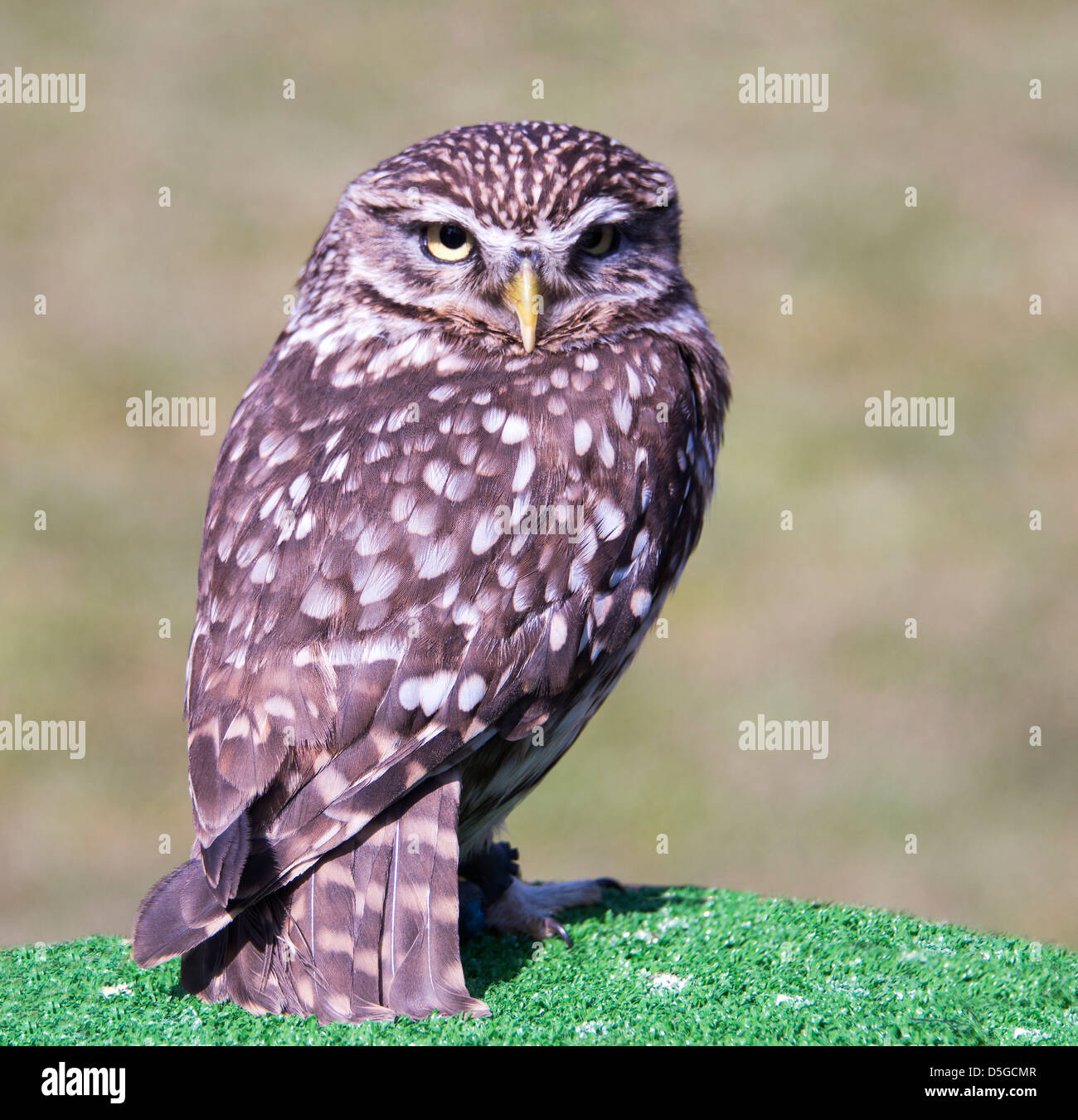 small screech owl on bird show Stock Photo